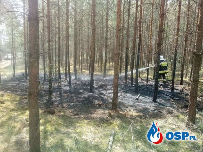 Smolnica – pożar młodnika OSP Ochotnicza Straż Pożarna
