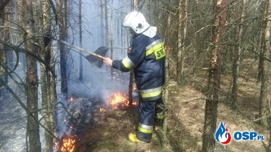 Kolejny pożar lasu na Nowinach Sobolewskich! OSP Ochotnicza Straż Pożarna