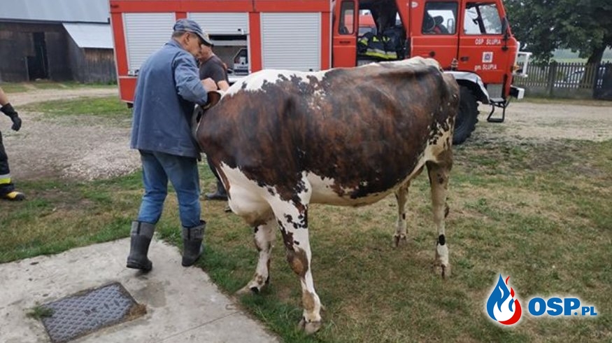 Strażacy ratowali krowę, która wpadła do piwnicy OSP Ochotnicza Straż Pożarna
