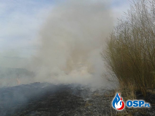 Pożar trzcinowiska i nieużytków OSP Ochotnicza Straż Pożarna