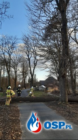 Powalone drzewo w Domecku przy ulicy Dworskiej OSP Ochotnicza Straż Pożarna