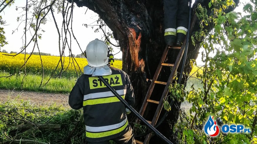 Pożar drzewa. Gocławice 18.05.2019r. OSP Ochotnicza Straż Pożarna