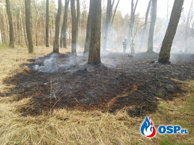 Pożar lasu - Bytnica 15.04.2018 OSP Ochotnicza Straż Pożarna