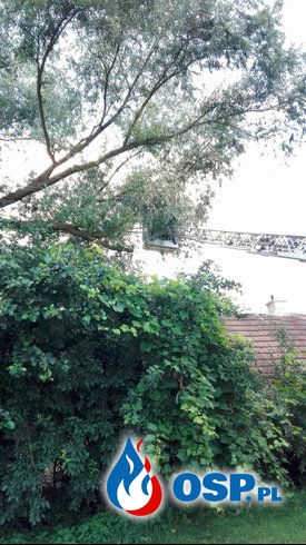 Naruszone drzewo po silnych wiatrach OSP Ochotnicza Straż Pożarna