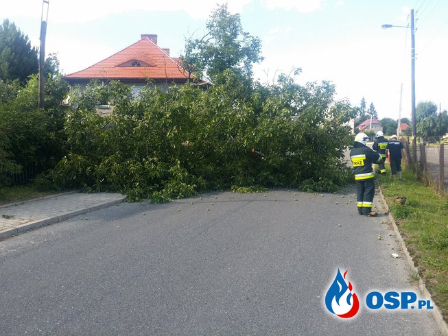 Konar drzewa blokujący drogę w Białej OSP Ochotnicza Straż Pożarna