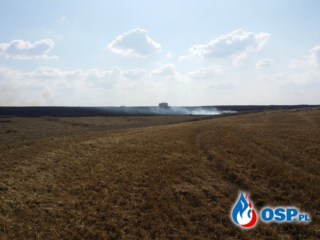 Kolejny duży pożar zboża na pniu w okolicach Białej OSP Ochotnicza Straż Pożarna