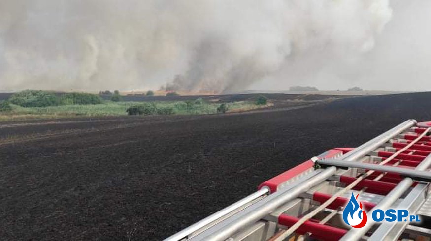 Pożar zboża i ścierniska w Mirowie Łącznie prawie 50 h. OSP Ochotnicza Straż Pożarna