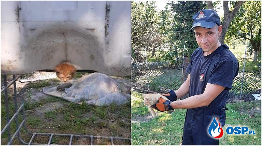 Strażacy uwolnili kota, który utknął w plastikowym zbiorniku OSP Ochotnicza Straż Pożarna