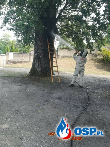 Owady błonkoskrzydłe w drzewie na cmentarzu OSP Ochotnicza Straż Pożarna
