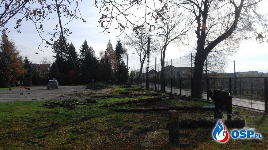 Wycinka drzew przy szkole w Babicach OSP Ochotnicza Straż Pożarna