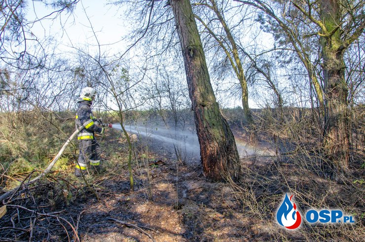 Pożar trawy i poszycia leśnego OSP Ochotnicza Straż Pożarna