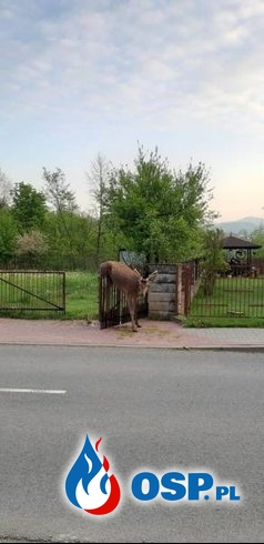 Jeleń ugrzązł na bramie ogrodzeniowej. Interweniowali strażacy. OSP Ochotnicza Straż Pożarna