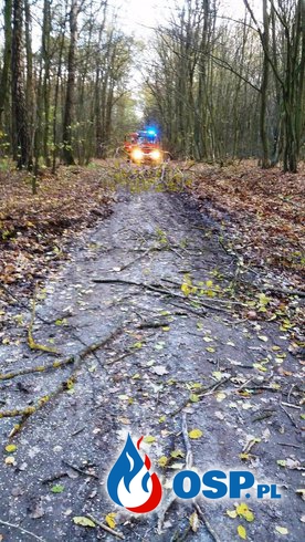 Kolejne drzewo uszkodzone przez silny wiatr OSP Ochotnicza Straż Pożarna