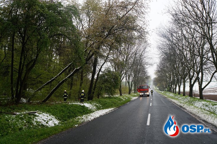 Drzewa nachylone niebezpiecznie nad DW 414 pomiędzy Biała – Dobroszewice OSP Ochotnicza Straż Pożarna