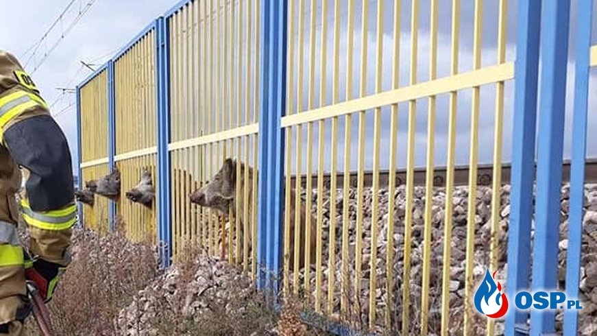 Dziki utknęły w ogrodzeniu na stacji PKP. Strażacy ruszyli na ratunek. OSP Ochotnicza Straż Pożarna