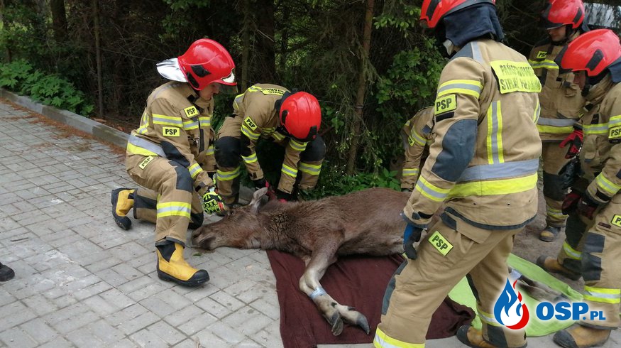 Łoś spacerował po ulicach Elbląga. Strażacy pomogli przewieźć go do lasu. OSP Ochotnicza Straż Pożarna