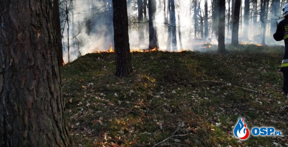 Stróżki – pożar poszycia leśnego OSP Ochotnicza Straż Pożarna