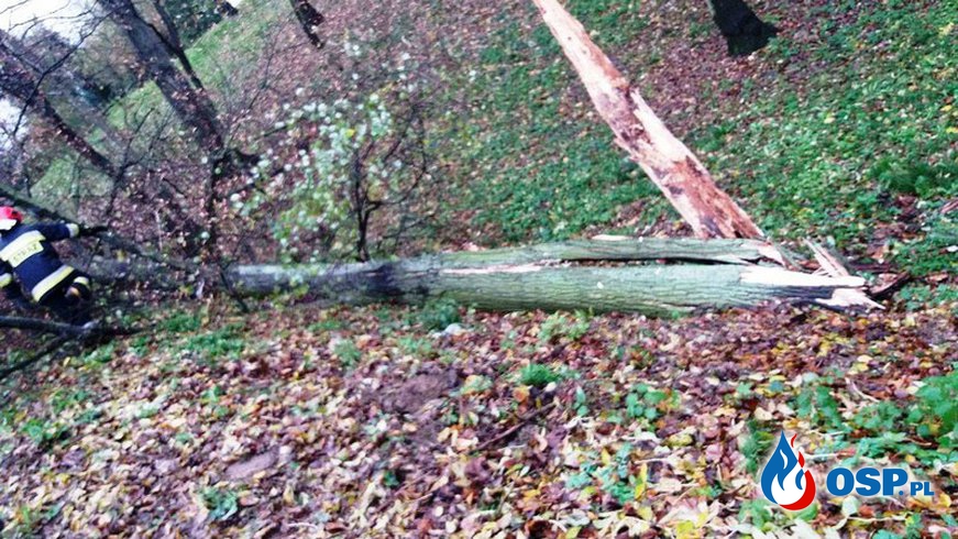 Orkan Grzegorz i złamane drzewa. OSP Ochotnicza Straż Pożarna