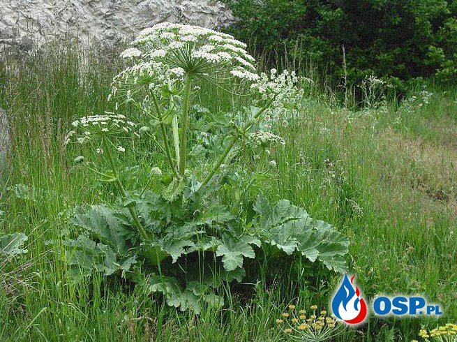 Barszcz Sosnowskiego - Uważajcie na tę roślinę ! OSP Ochotnicza Straż Pożarna