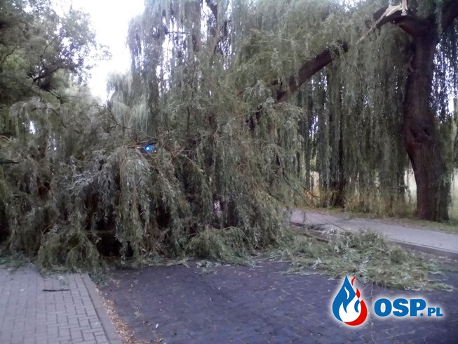 120/2019 Drzewo na drodze OSP Ochotnicza Straż Pożarna