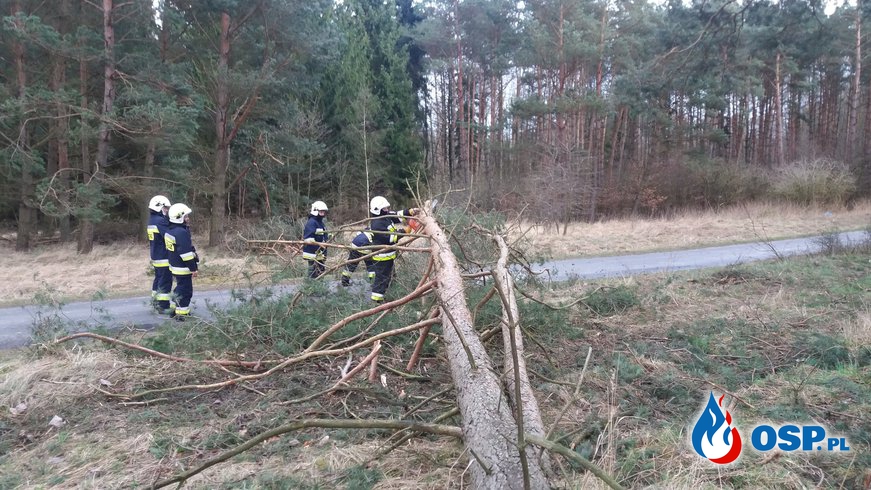 Powalone drzewo na trasie Bielin - Gądno OSP Ochotnicza Straż Pożarna