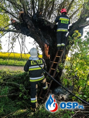 Pożar drzewa. Gocławice 18.05.2019r. OSP Ochotnicza Straż Pożarna