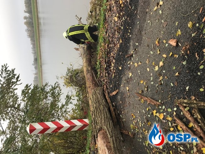 Powalone drzewo na trasie Zatoń - Krajnik Dolny OSP Ochotnicza Straż Pożarna