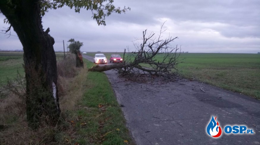 Przewrócone drzewo na drogę pomiędzy Białą a Józefowem OSP Ochotnicza Straż Pożarna