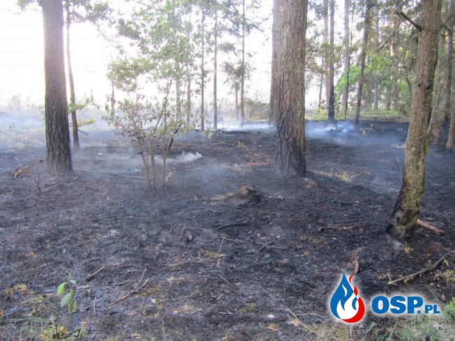 Pożar młodego lasu koło Woźnejwsi OSP Ochotnicza Straż Pożarna