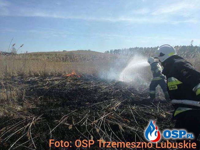 Zarzyń - Wielowieś - Pożar trzcin OSP Ochotnicza Straż Pożarna