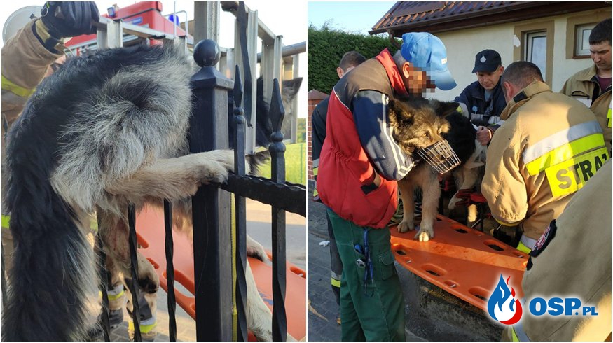 Pies nadział się na metalowe ogrodzenie. Z pomocą ruszyli strażacy. OSP Ochotnicza Straż Pożarna