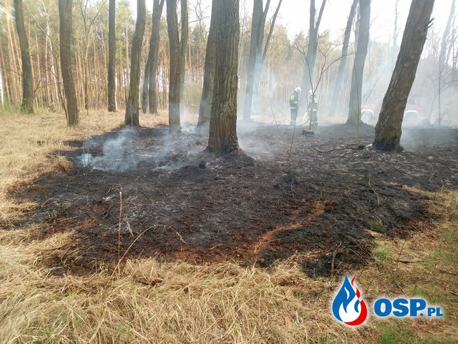 Pożar lasu - Bytnica 15.04.2018 OSP Ochotnicza Straż Pożarna