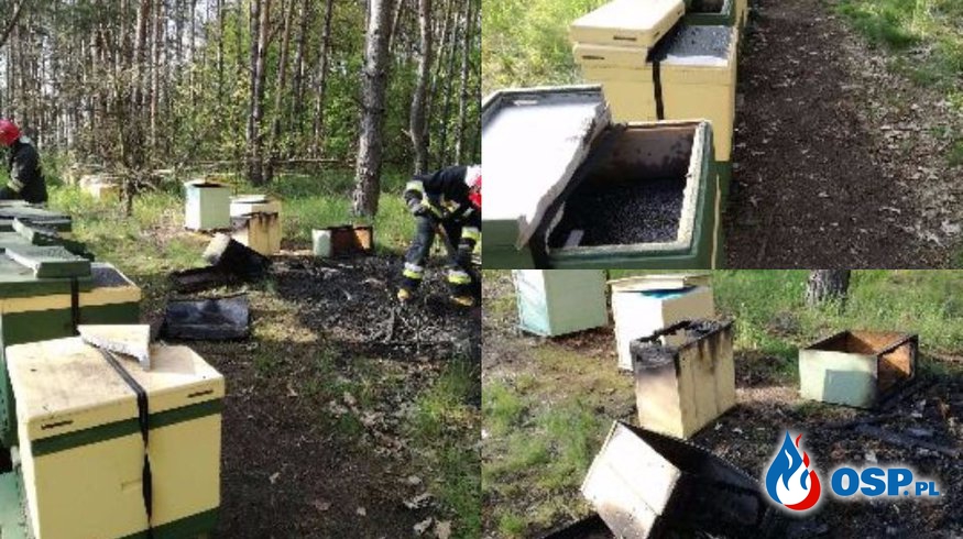 Ktoś podpalił pasiekę. Spłonęło 18 uli, zginęło pół miliona pszczół! OSP Ochotnicza Straż Pożarna