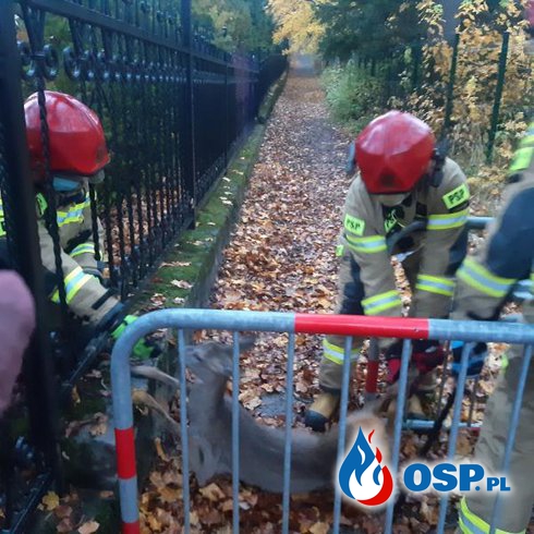 Sarna utknęła w ogrodzeniu. Z pomocą przyszli strażacy z Zakopanego. OSP Ochotnicza Straż Pożarna