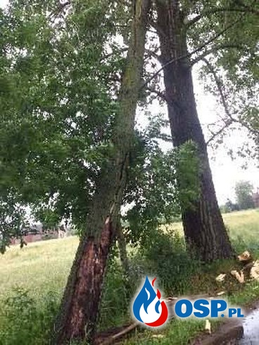 Złamane drzewo OSP Ochotnicza Straż Pożarna