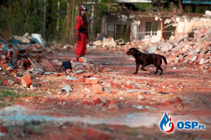 Dziś Międzynarodowy Dzień Psa Ratowniczego OSP Ochotnicza Straż Pożarna
