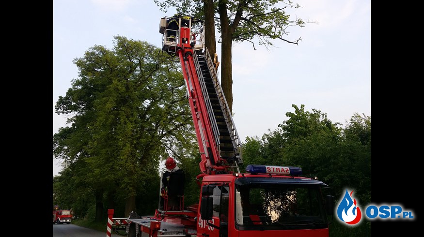 #12 Suche zagrażające drzewo OSP Ochotnicza Straż Pożarna