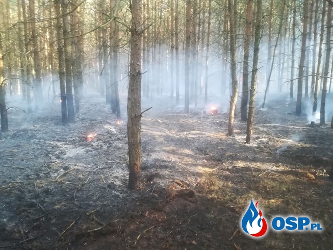 131/2019 Pożar lasu w Rurce OSP Ochotnicza Straż Pożarna